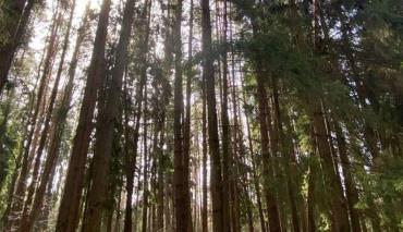 Ряд ограничений на посещение лесных массивов введен во всех областях Беларуси